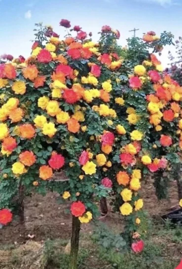 彩虹树状月季棒棒糖盆栽树苗丰花垂钓自动变色中型花朵