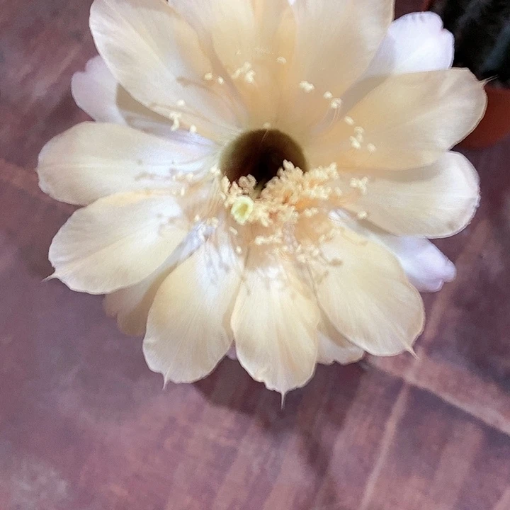 小***作实生彩草一物一拍2