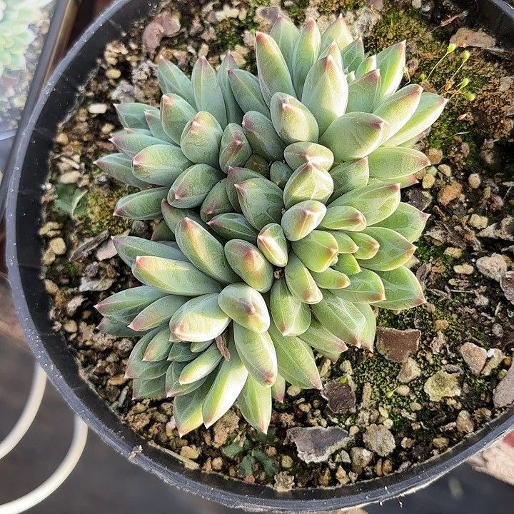 紫镜SP凤羽3-4头精品多肉