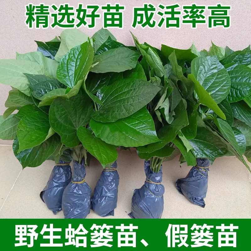 现挖现发新鲜假蒌叶苗 蛤蒌叶 急捞叶苗 青蒌假娄包粽子炒螺配料