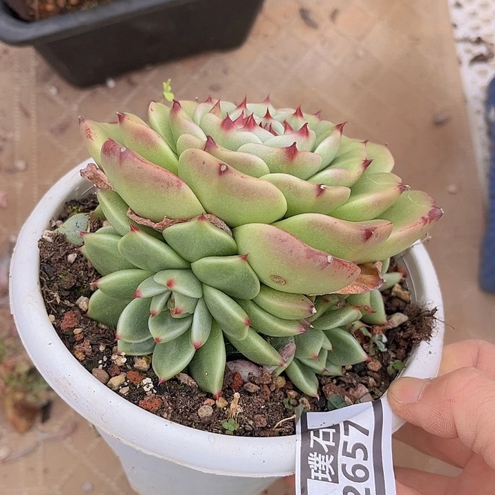 蓝龙2657多肉植物