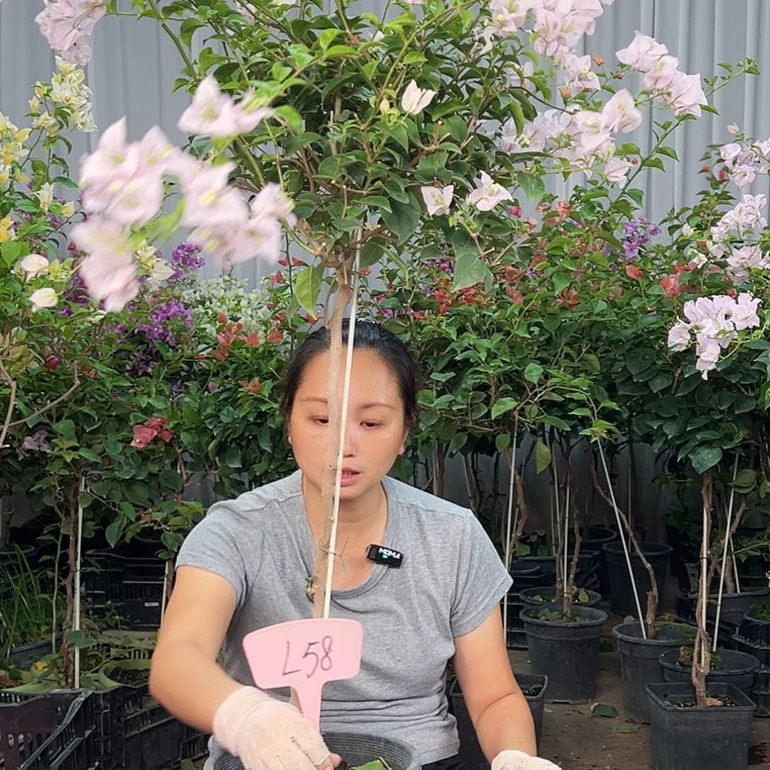 雪***痕大部分花苞少量开放L58苹果花