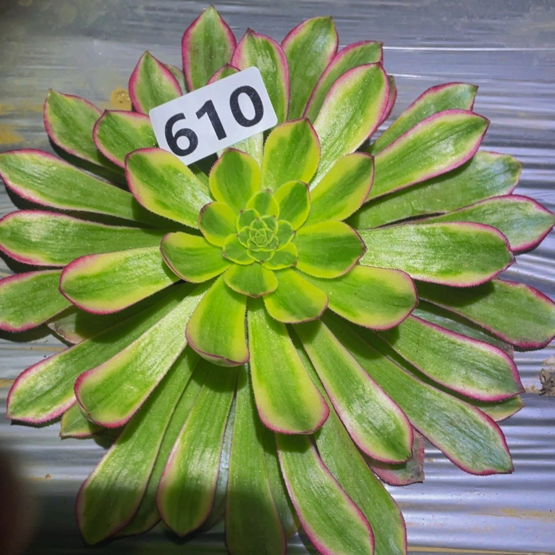 琉璃女神多肉植物610