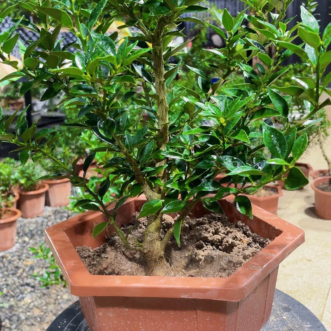 完全开放用****7八五的时候还不到