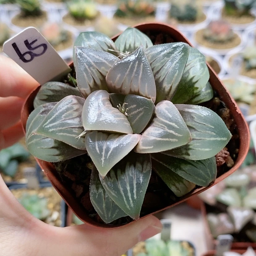【闪购商品】65水晶银龟