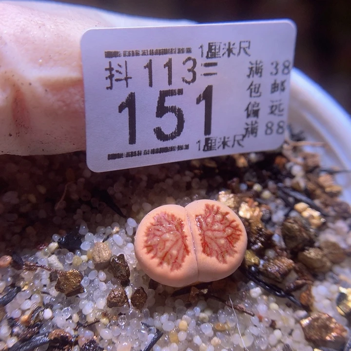 精品生石花113.151