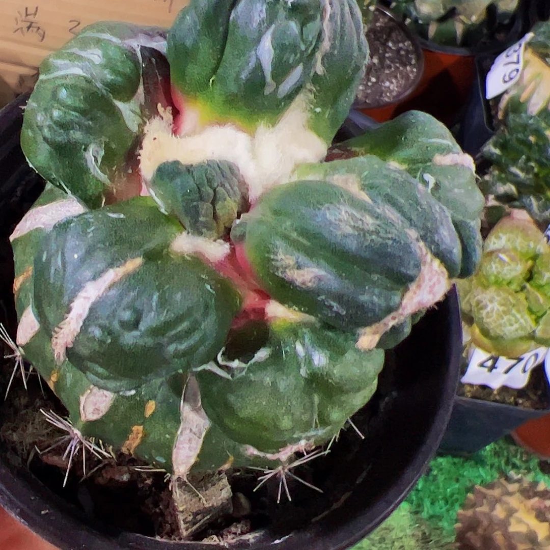 无花朵福利外星蛋怒涛583