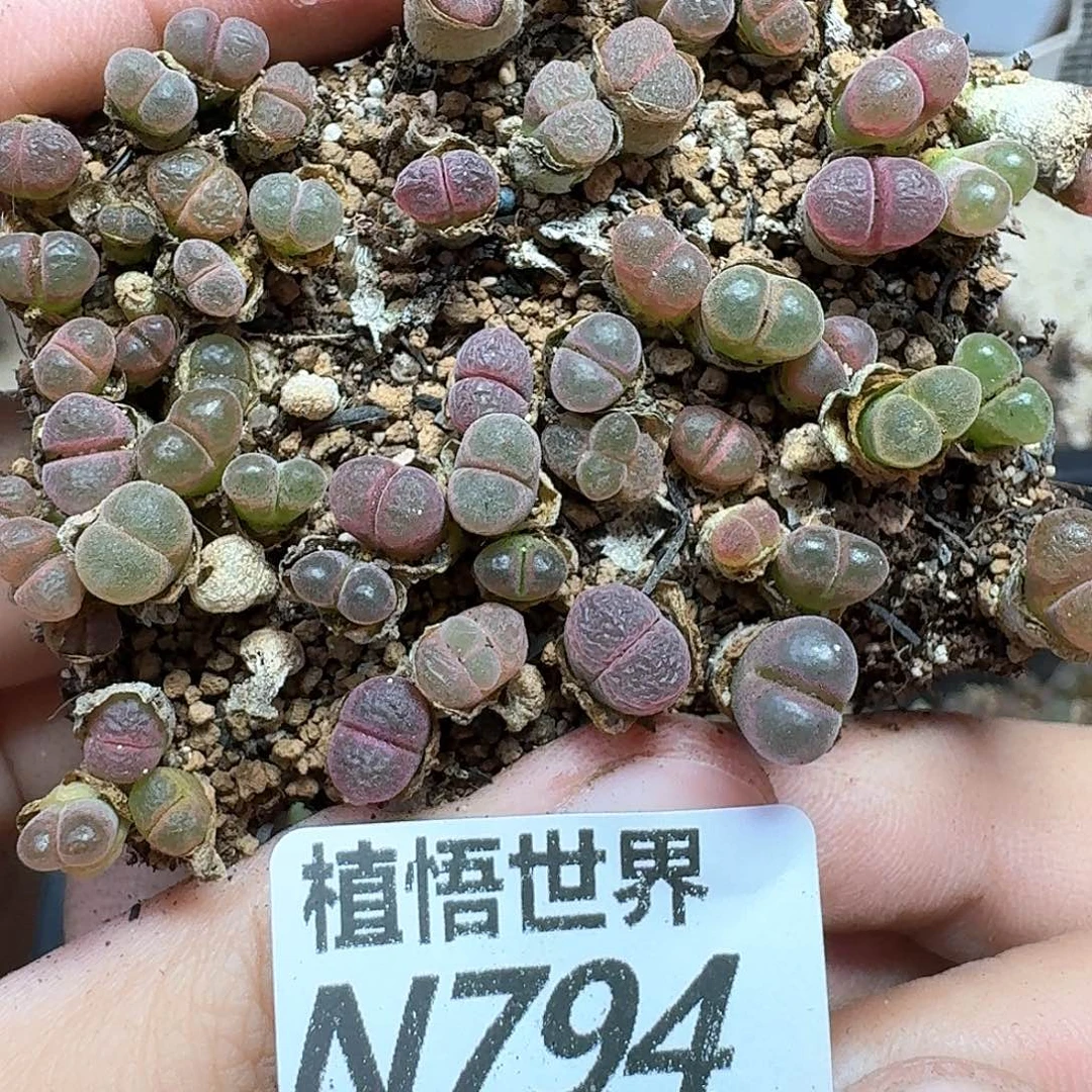 多肉植物的润泽付出