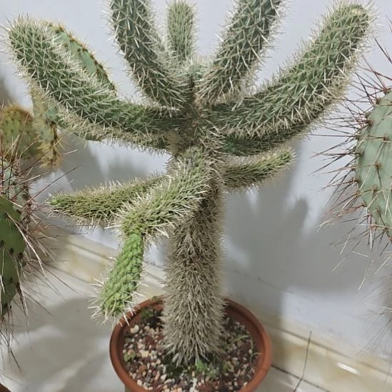 美版泰迪熊！！！！美版泰迪熊！