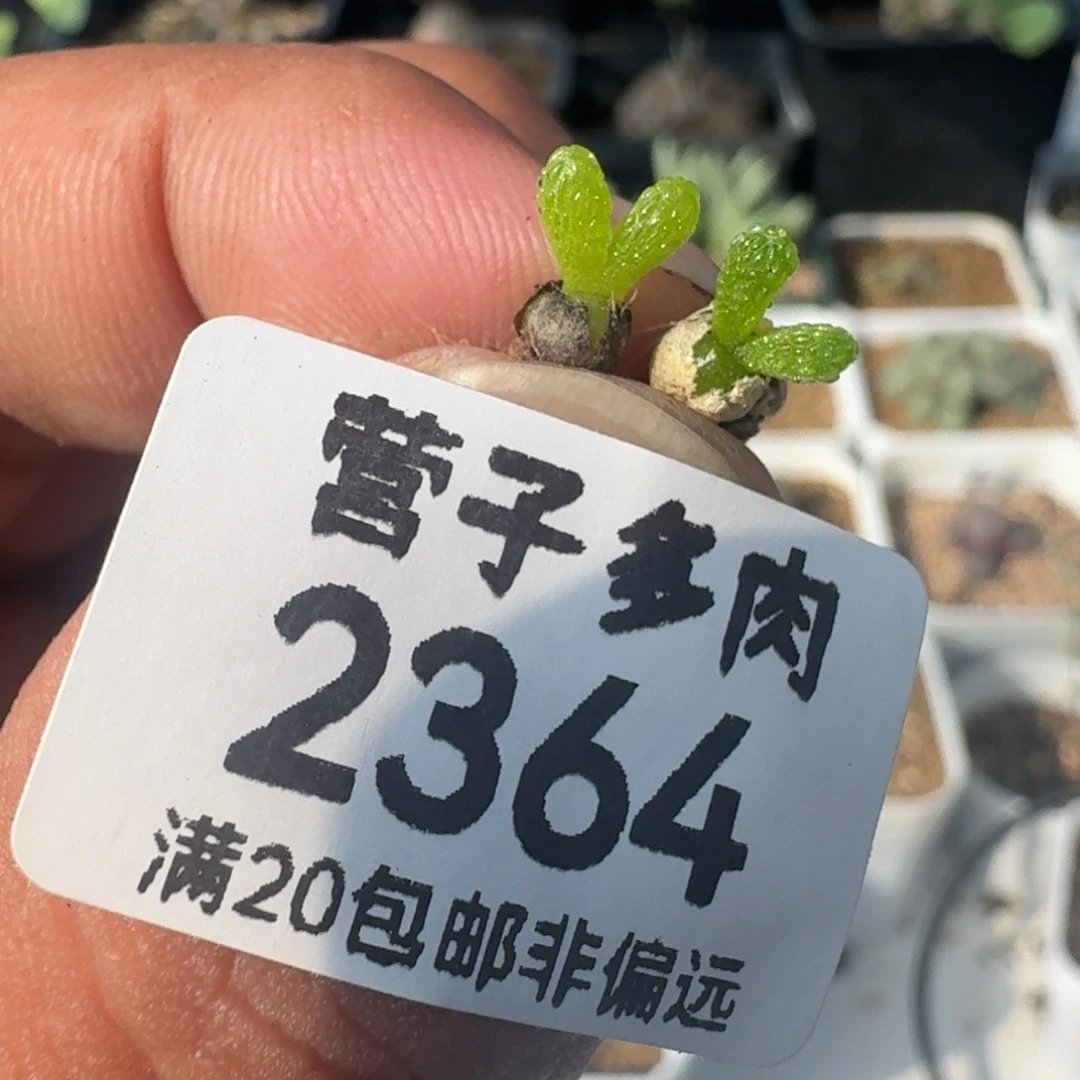 妖奇玉。