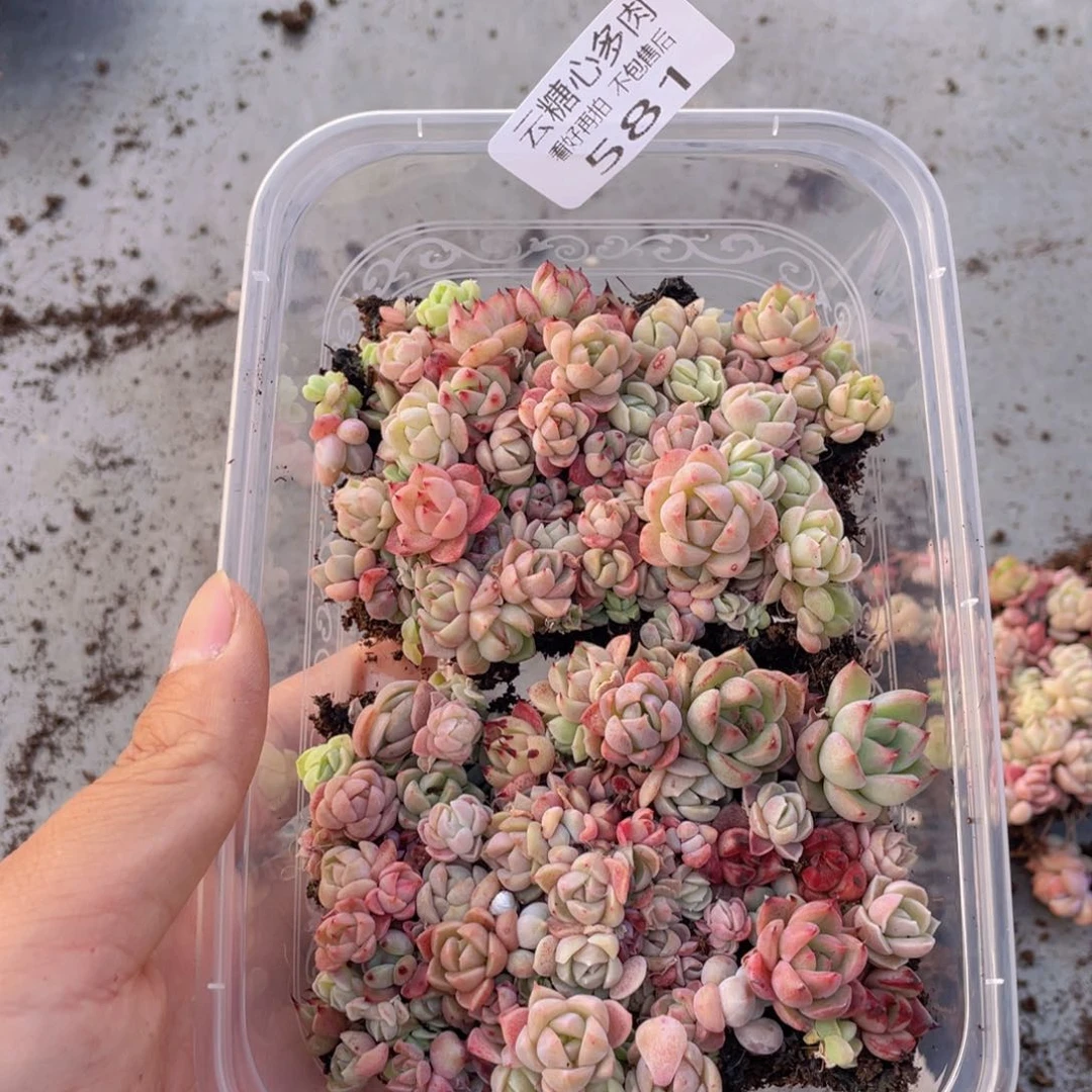 云糖心多肉植物581