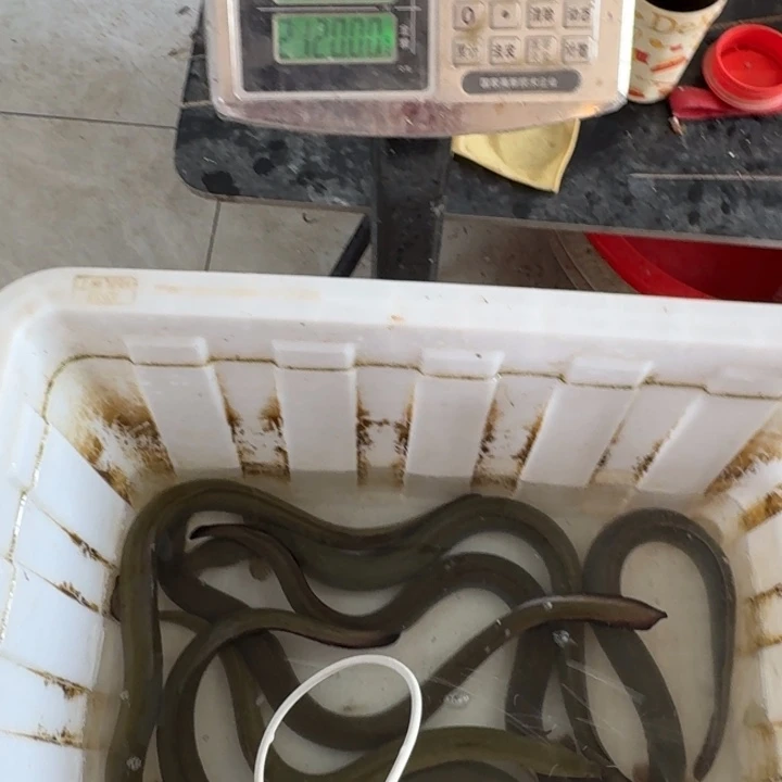 野生鳗鱼包活到家