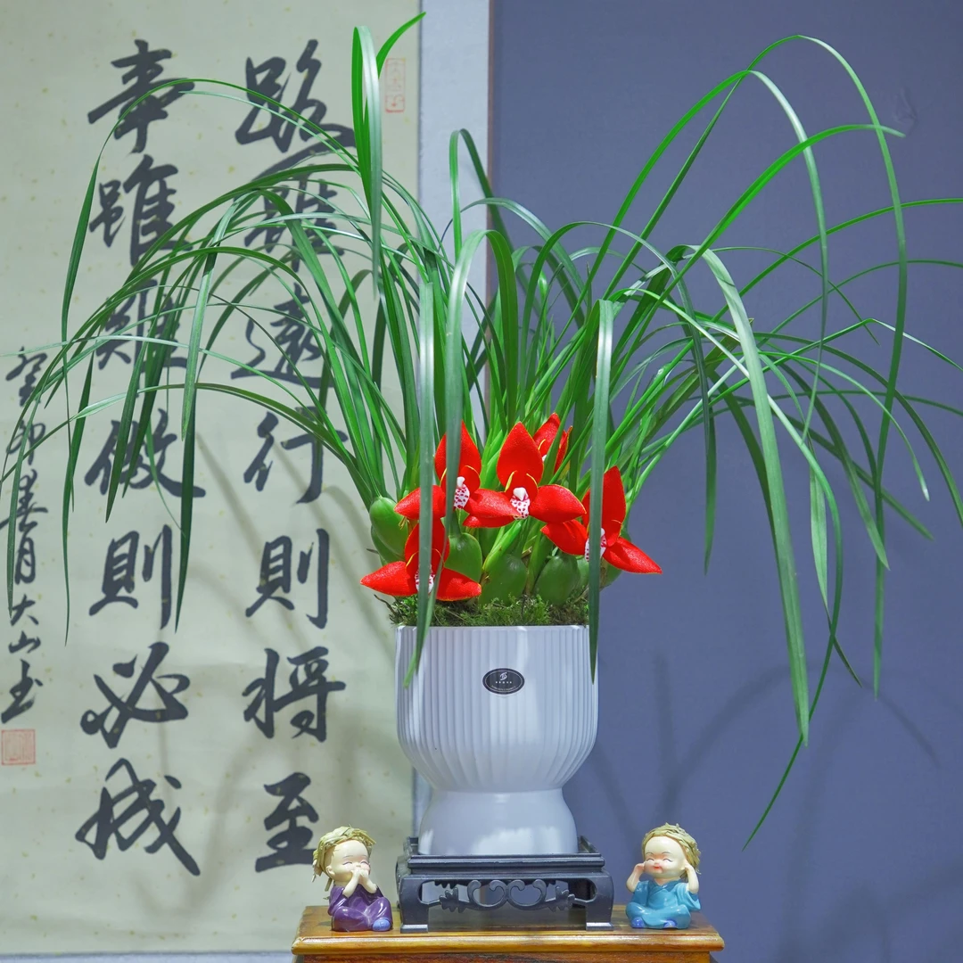 [咖啡兰]浓香型带莲花字陶瓷盆种好勤花勤芽好养易活