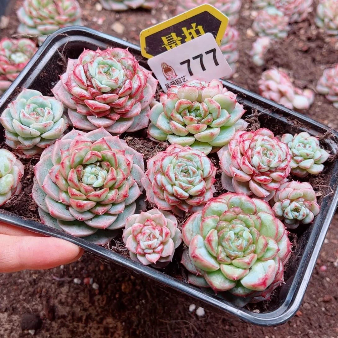 多肉植物多肉植物