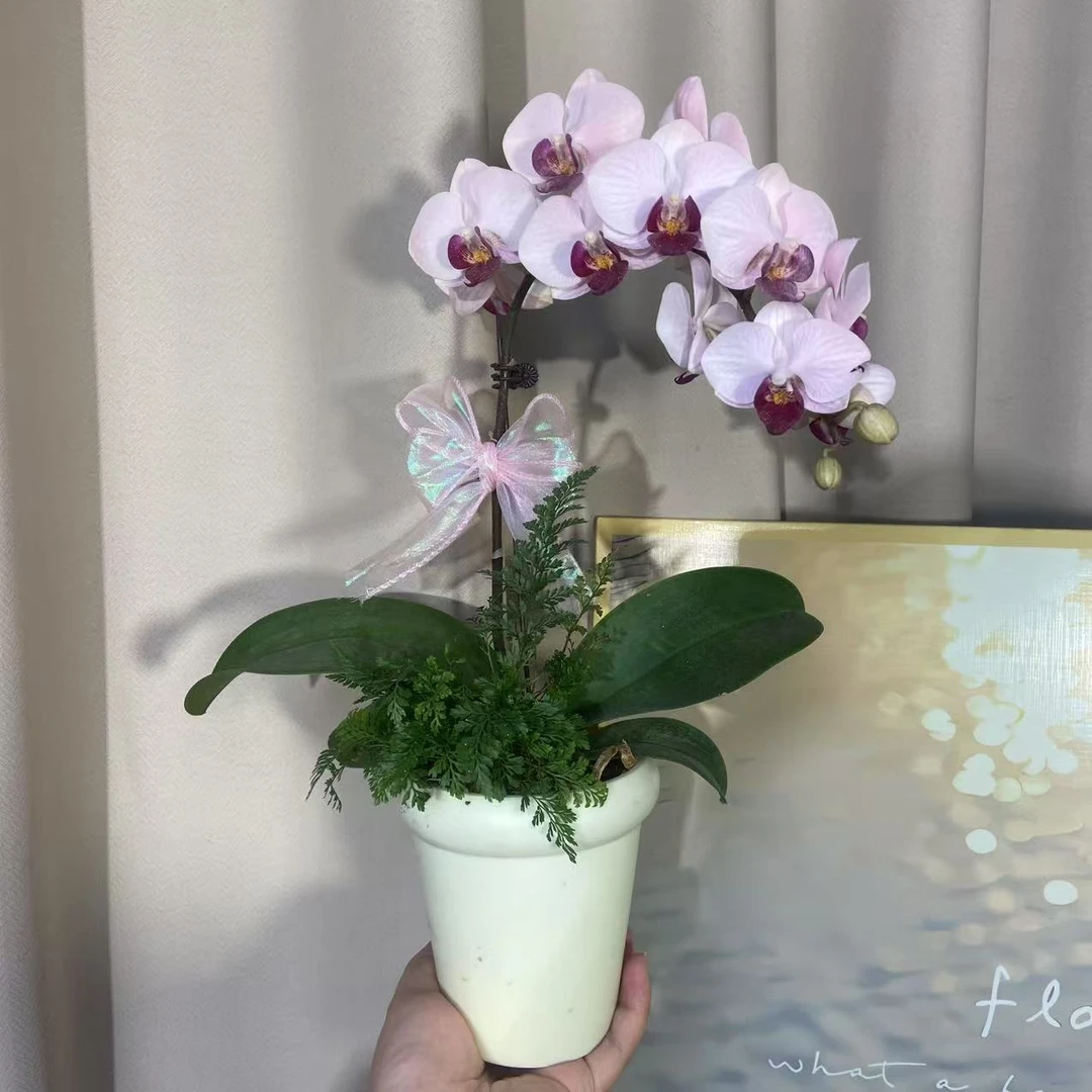 蝴蝶兰（貂蝉）单苗单花剑 优雅精致鲜花室内花好养活