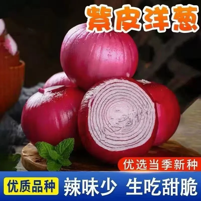 （全店五包包邮）紫红皮洋葱种子懒人四季高产早熟耐寒阳台盆栽蔬菜