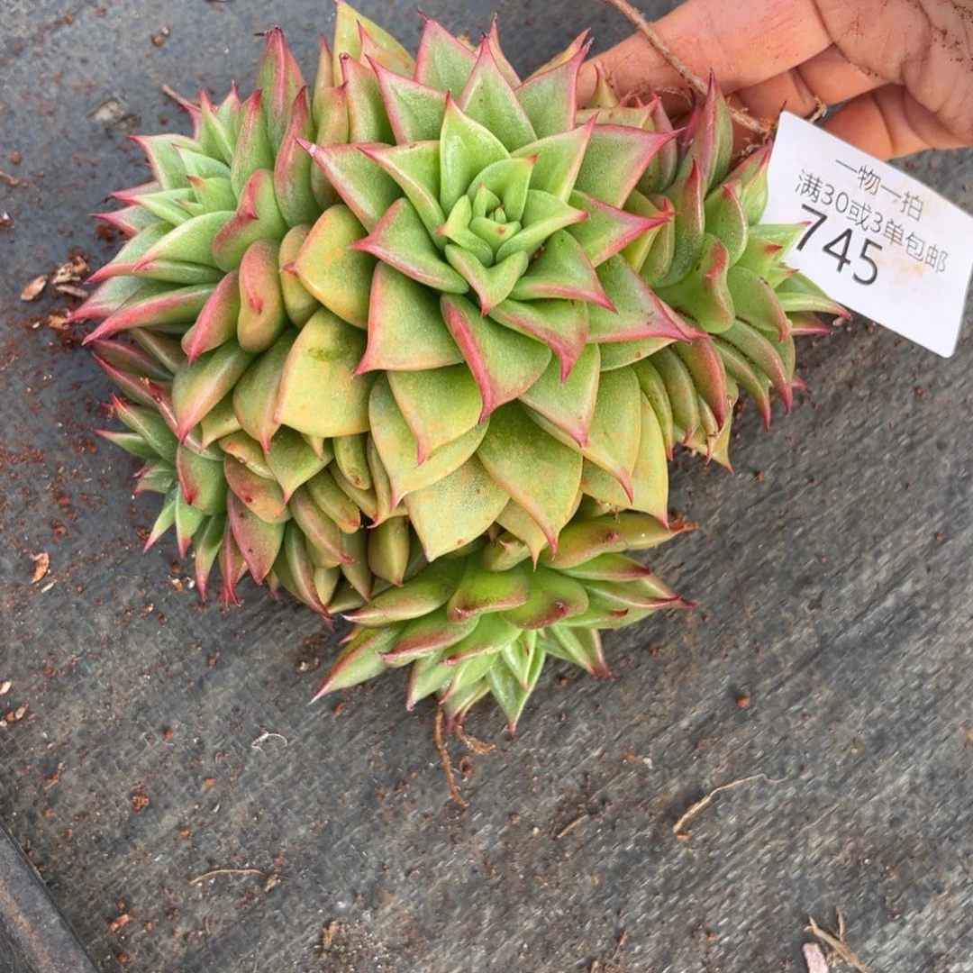 745赤星多肉植物……