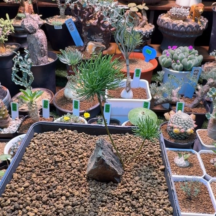 扫把头473 仙人掌