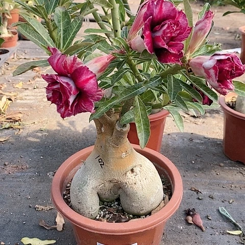 【闪购商品】无花朵菱*