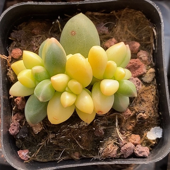 千代田锦多肉植物