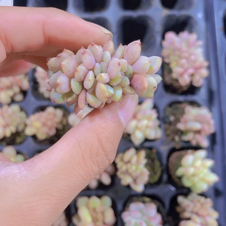 精品凌雪缀多肉植物