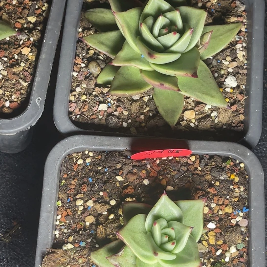 最***风多肉植物一组一排排