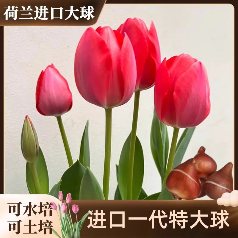 郁金香土培盆加土