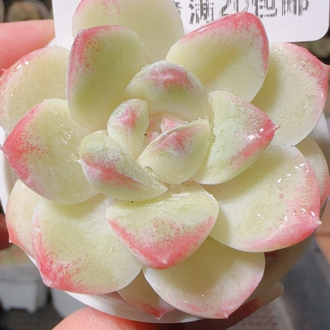 花语逸镜1117-48白桃汽水