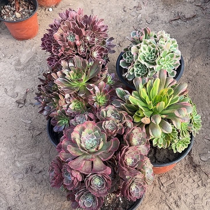 064多肉植物组合，