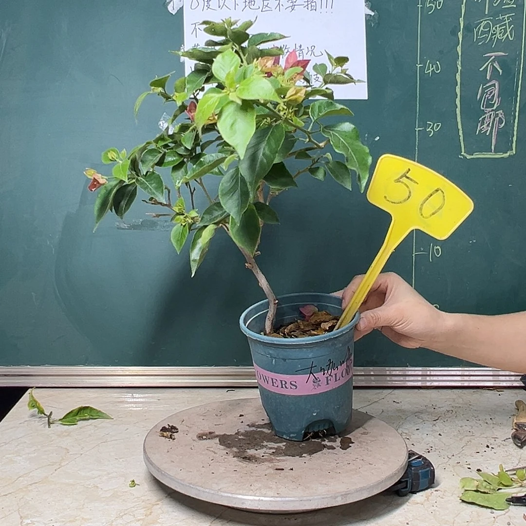 完全开放造型 天鹅绒大咖啡 50