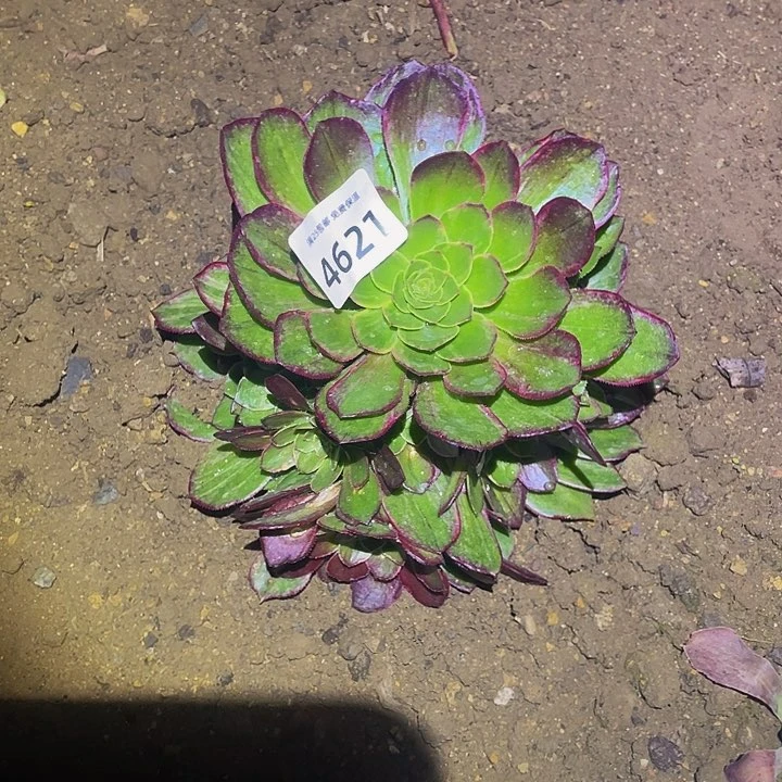 4621莲花座多肉植物
