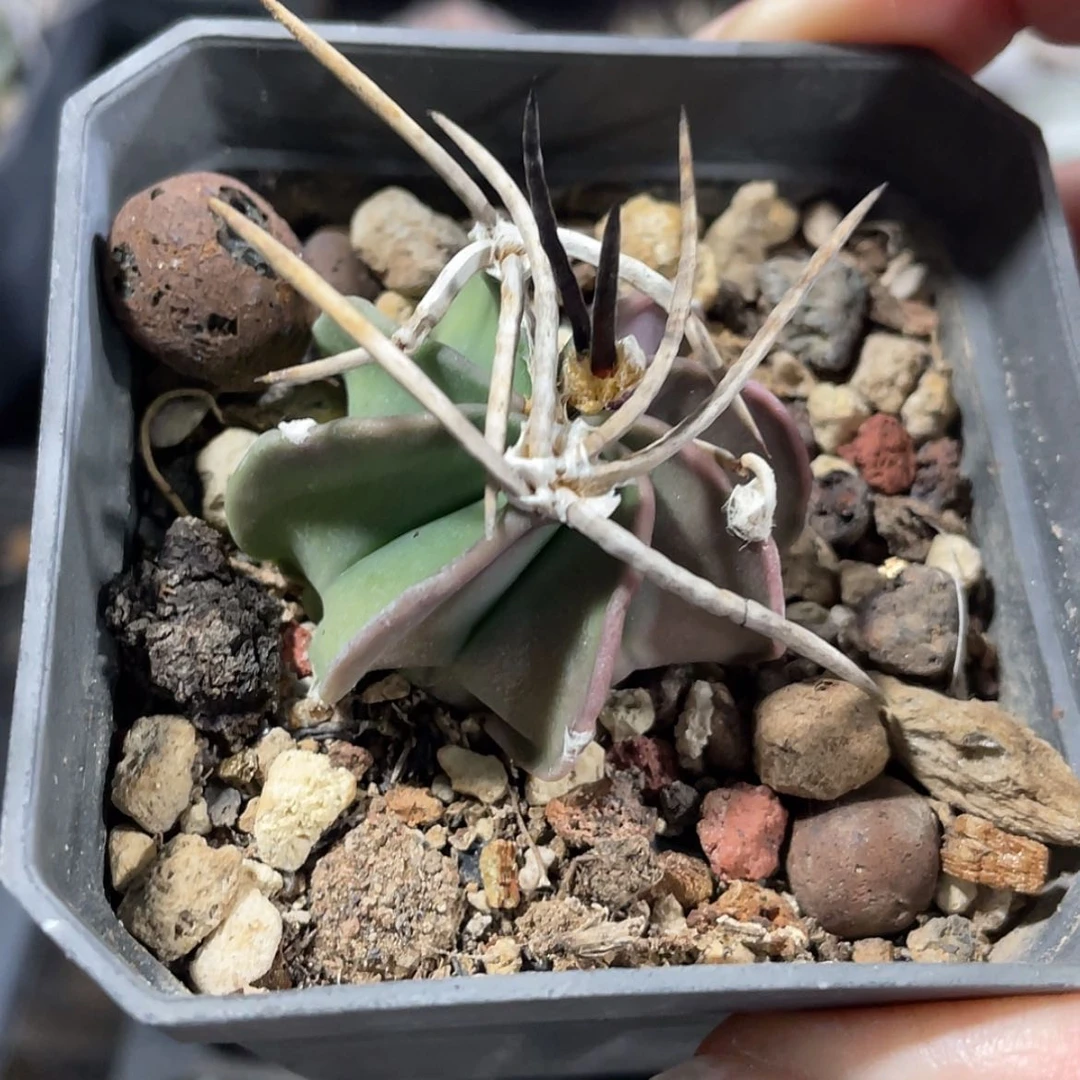 【闪购商品】水牛角大凤玉实生6666