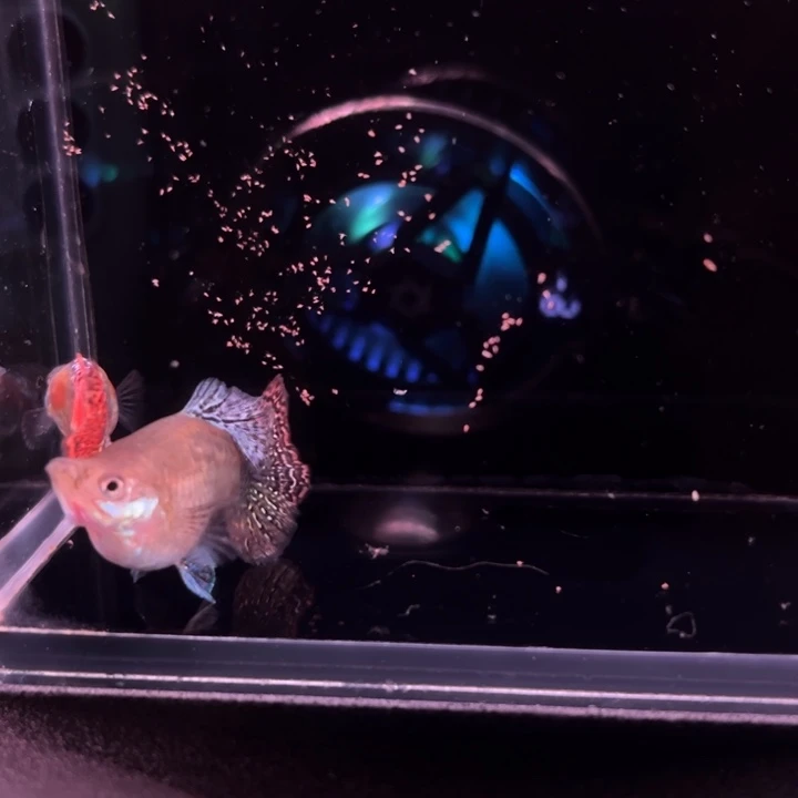 孔雀鱼龙鳞七彩球1对