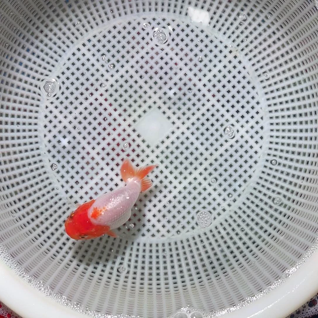 用***1海水一条其腮红150