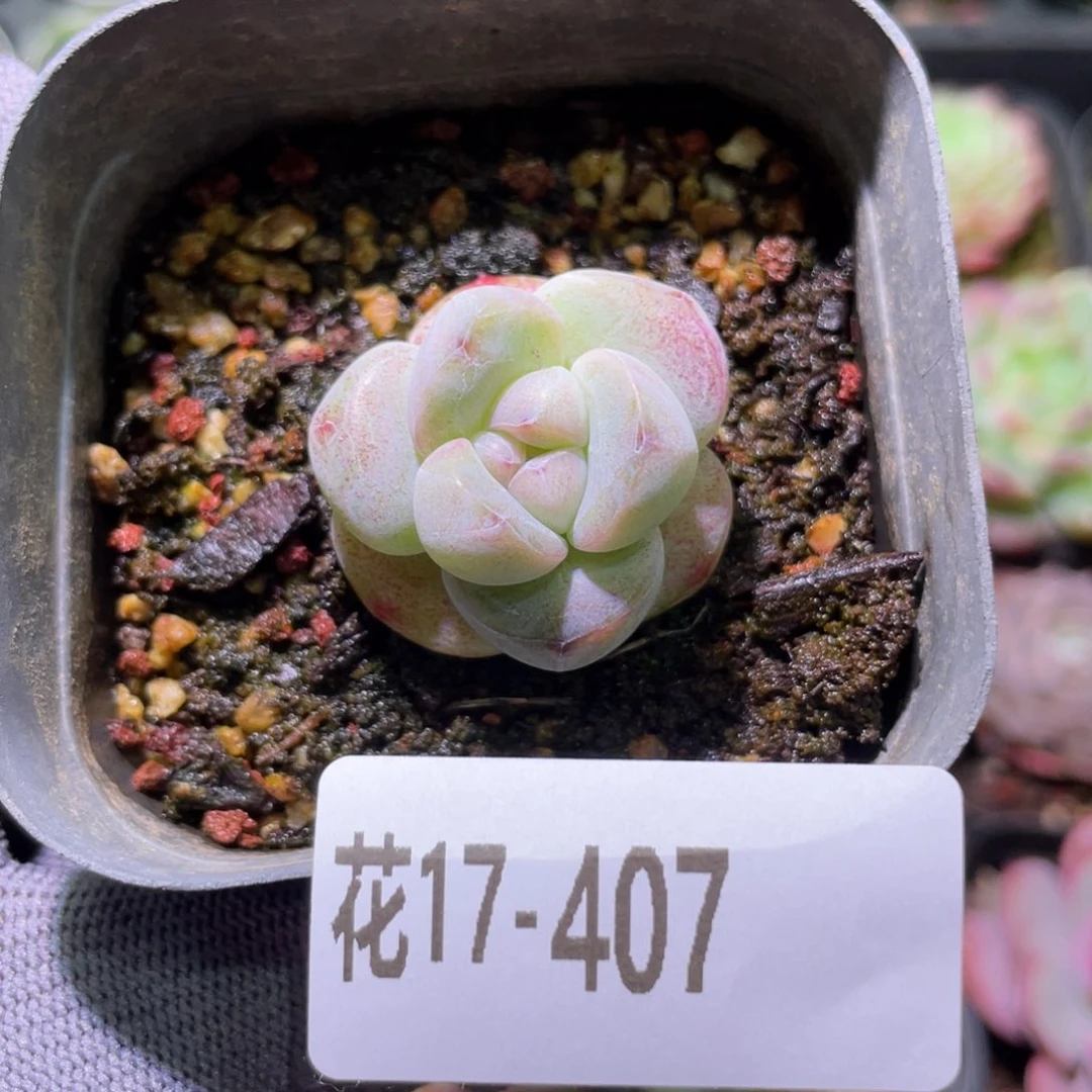 花利美17-407糖心新品