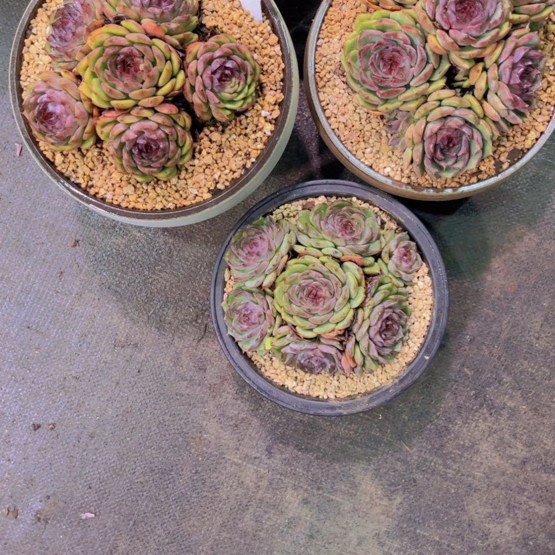 暮***雨蓝莓Ａ736号3颗一物一拍