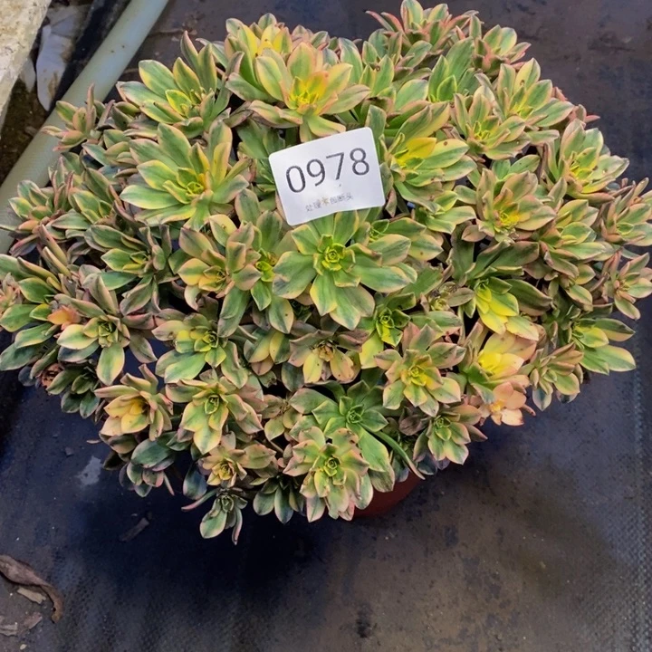 甜茶多肉断头不包0978