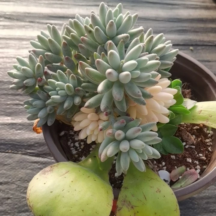 婴儿手指（捌下来发货）