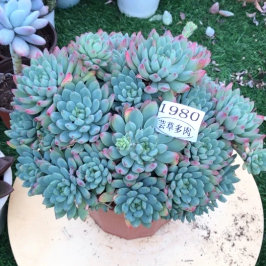 蓝苹果，1980，一物一拍