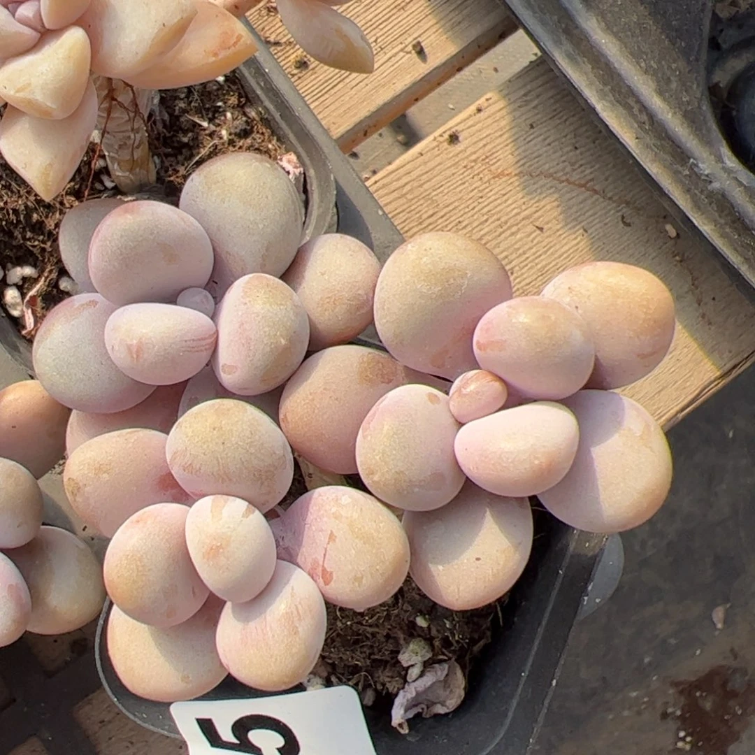 035 满38包邮一物一拍