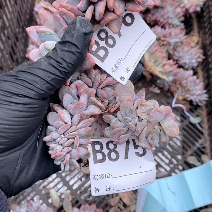 张***子875.876 我们粉兔缀哇哇哇哇