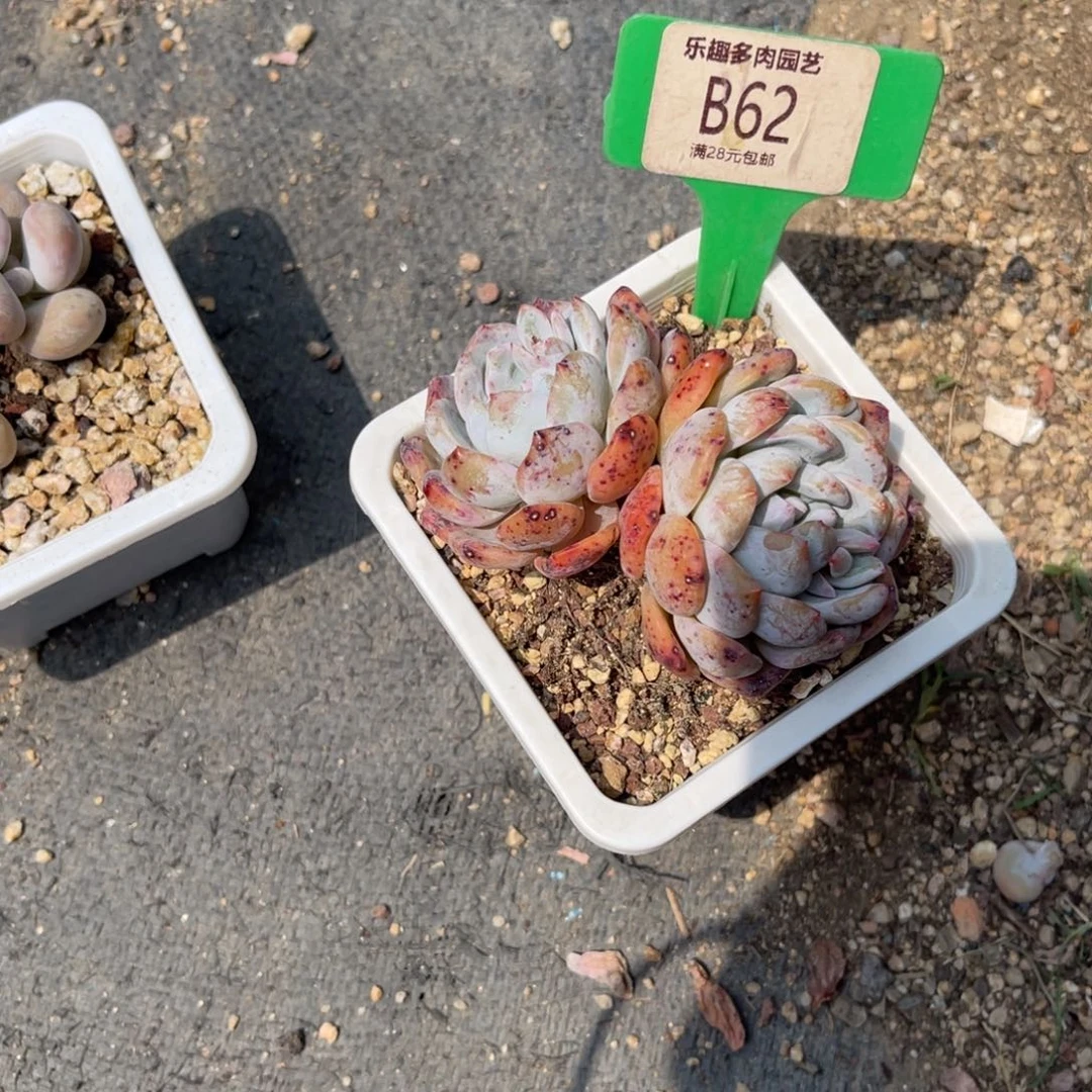 多肉植物一物一拍
