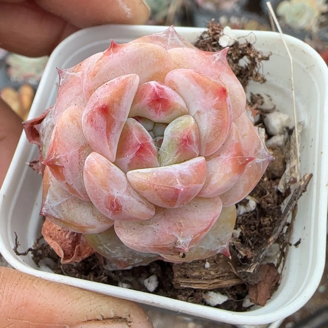 多肉小卡拉米糖心一物一拍