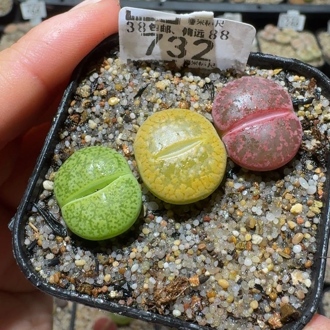 薄***可绝绝绝子美生石花732