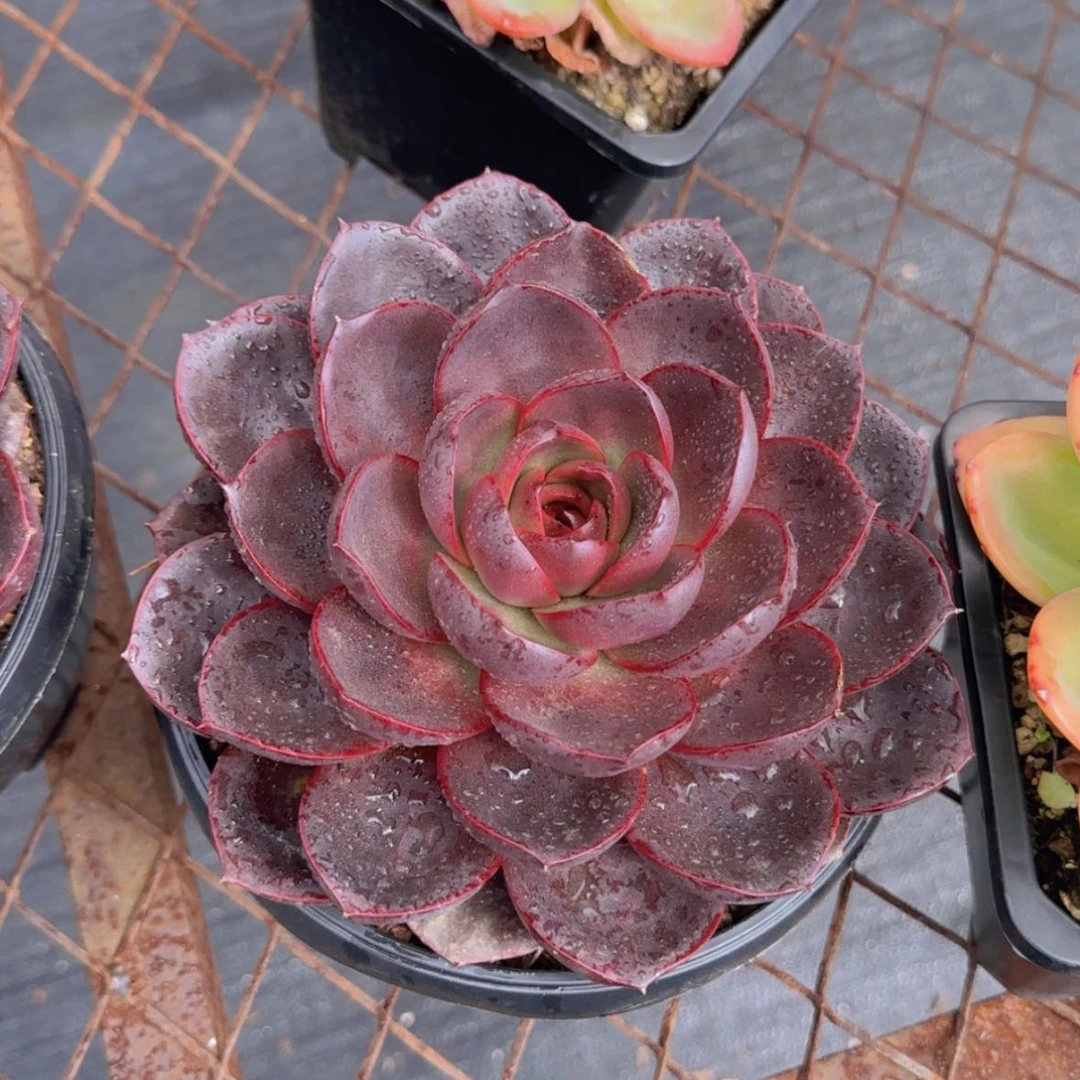 【闪购商品】巧克力玫瑰69.9