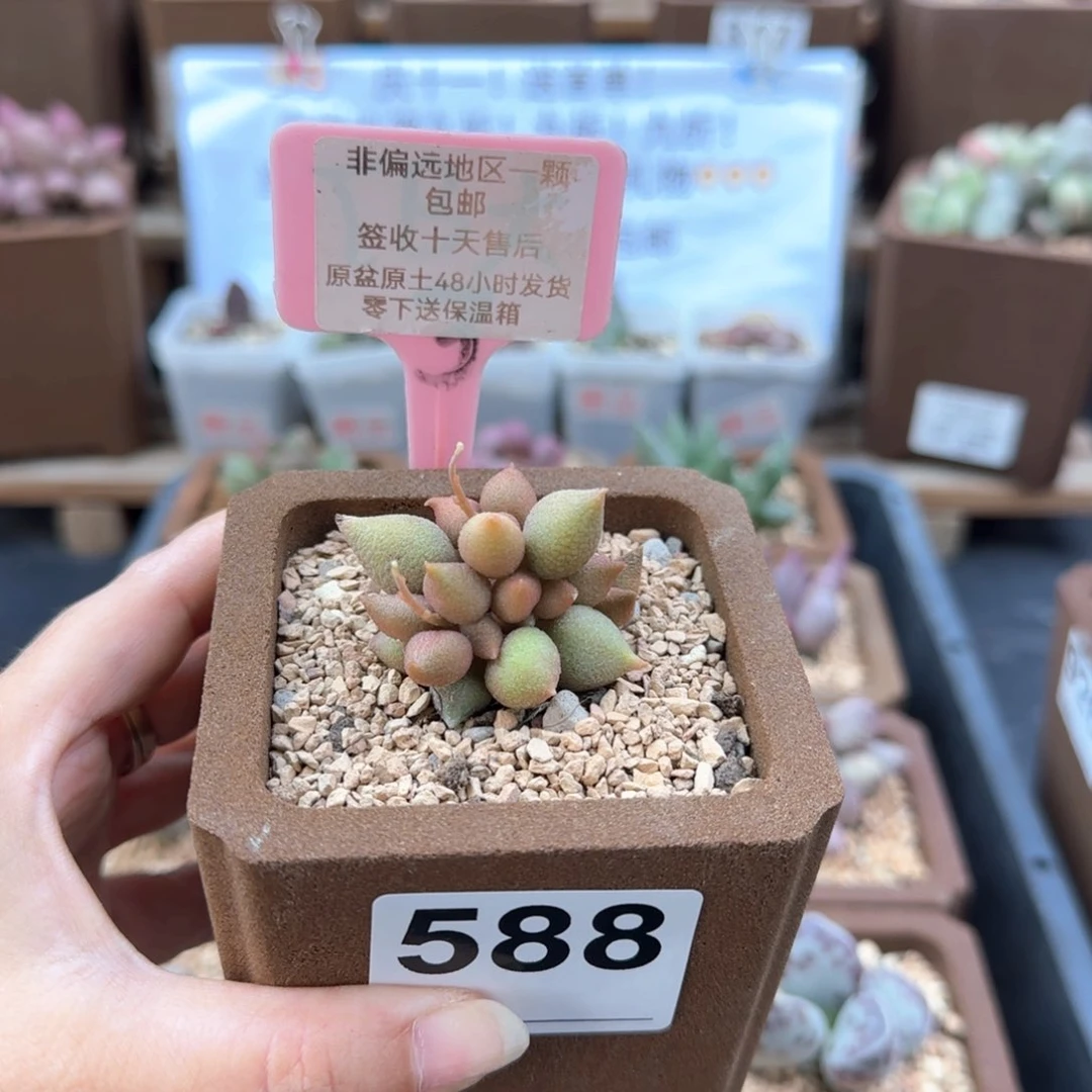 588小辣椒多肉植物
