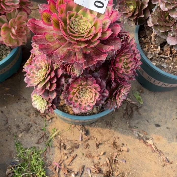 多肉粉霞仙子法师老庄740