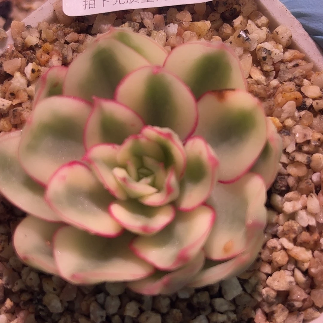 尚品园艺红花女王锦8496