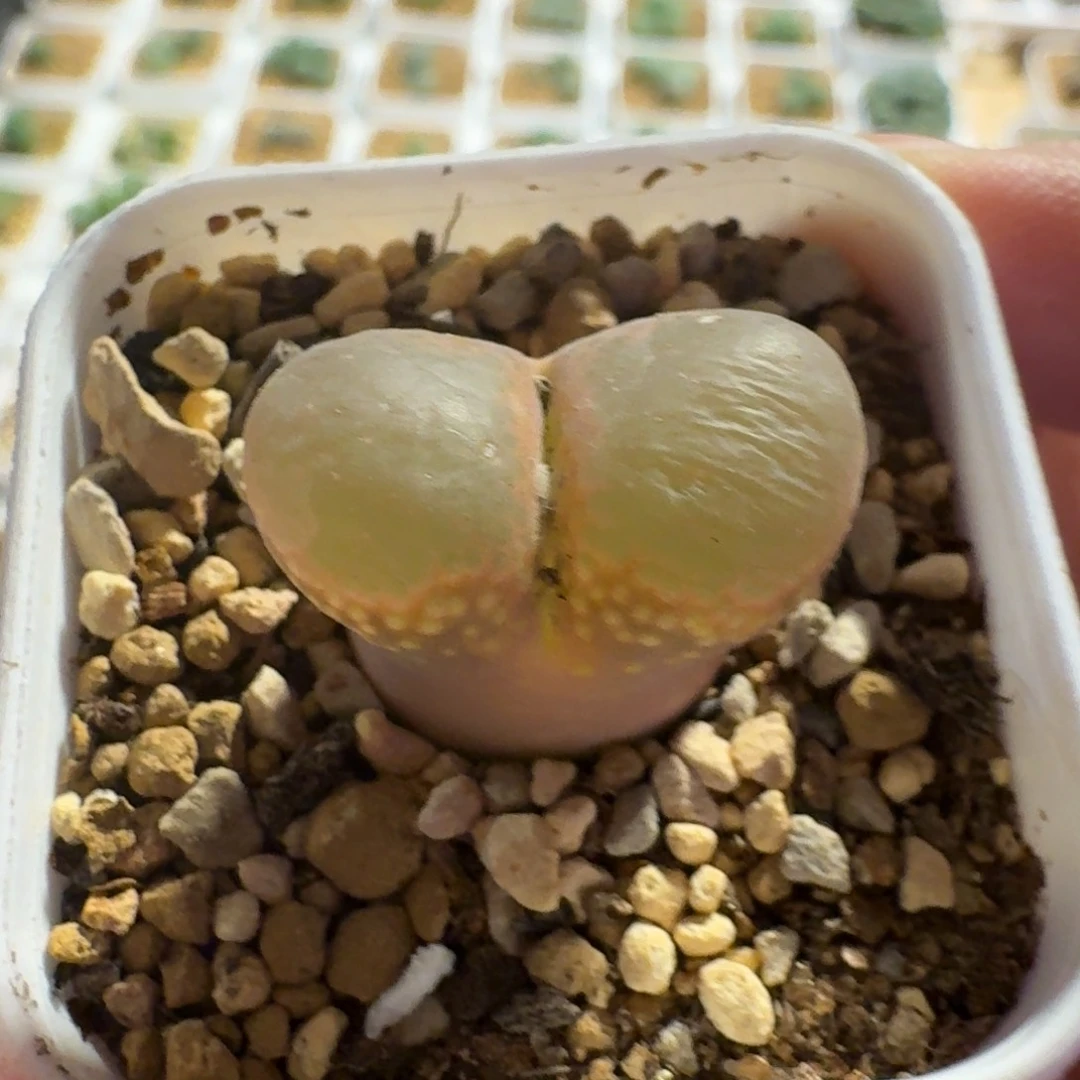 ?****?多肉..............