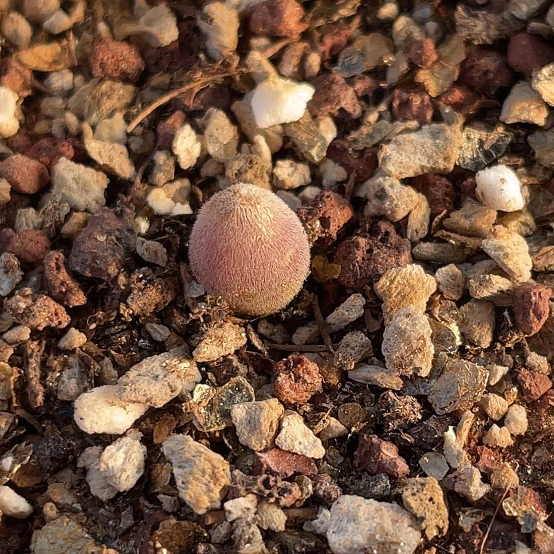 2-141宝辉多肉植物肉锥